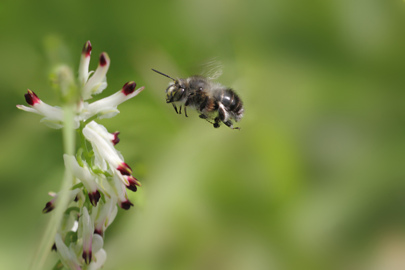 Anthophora plumipes